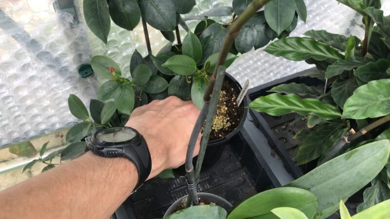 Dipladenia Fertilizing