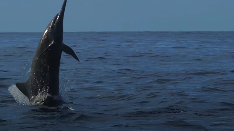 Dolphin Emerging from Sea