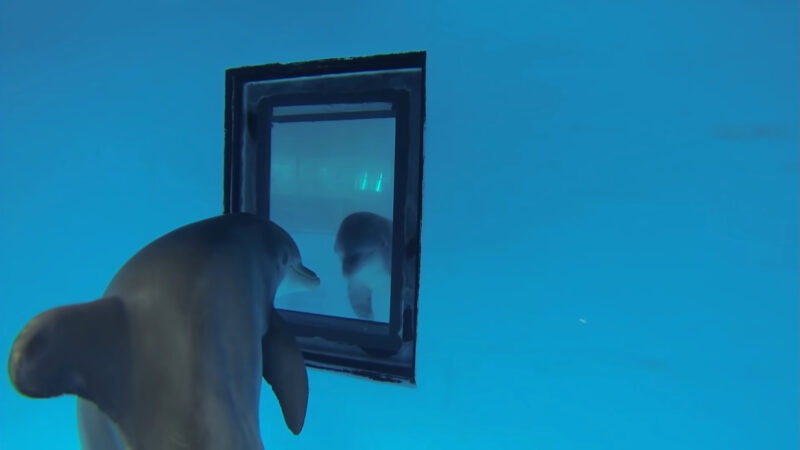 Dolphins Looking At Mirror