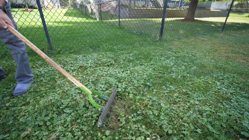 Gardening Tools for Weed Removal