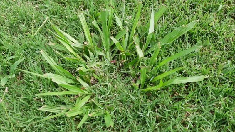 Grassy Weeds in the Lawn