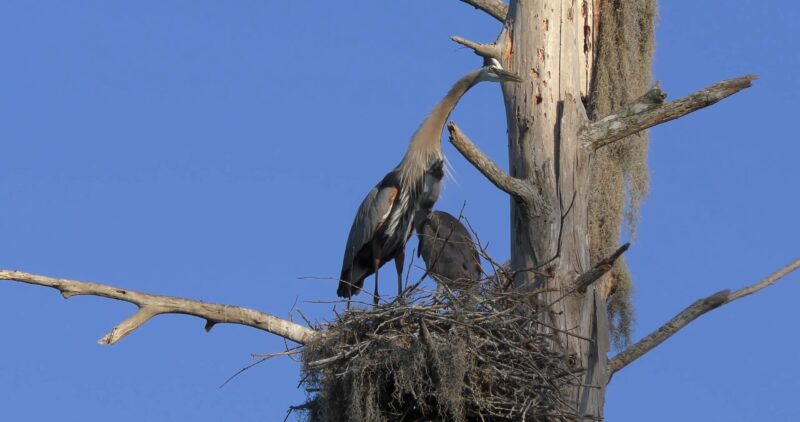 Great Blue Herons