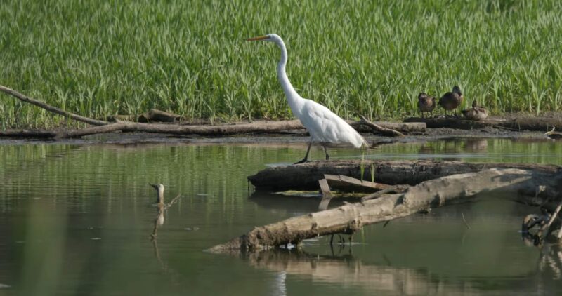 Great Egrets