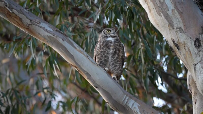 Great Horned Owl on the tree