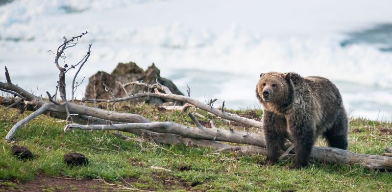 Grizzly Bears