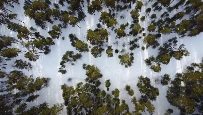 How Climate Change Impacts Tundra