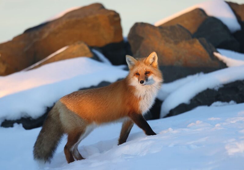 With Less Snow, Can Coat-Changing Animals Adapt Quick Enough To Avoid  Predators?