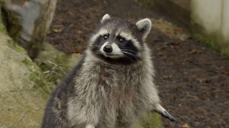 How Good Are Raccoons Senses? The Mammals Toolkit! - Before The Flood