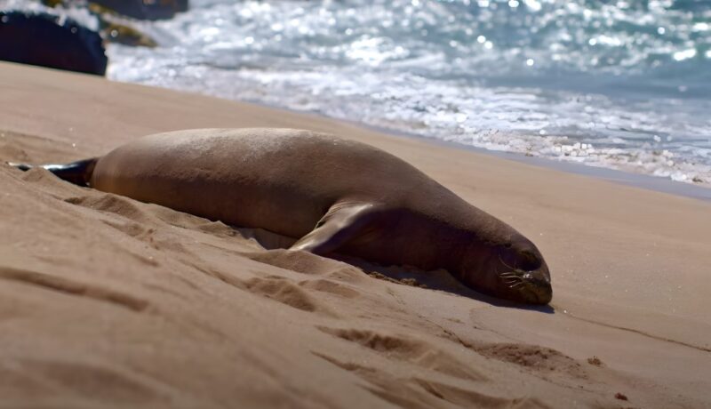 How Rare is Hawaiian Monk Seal