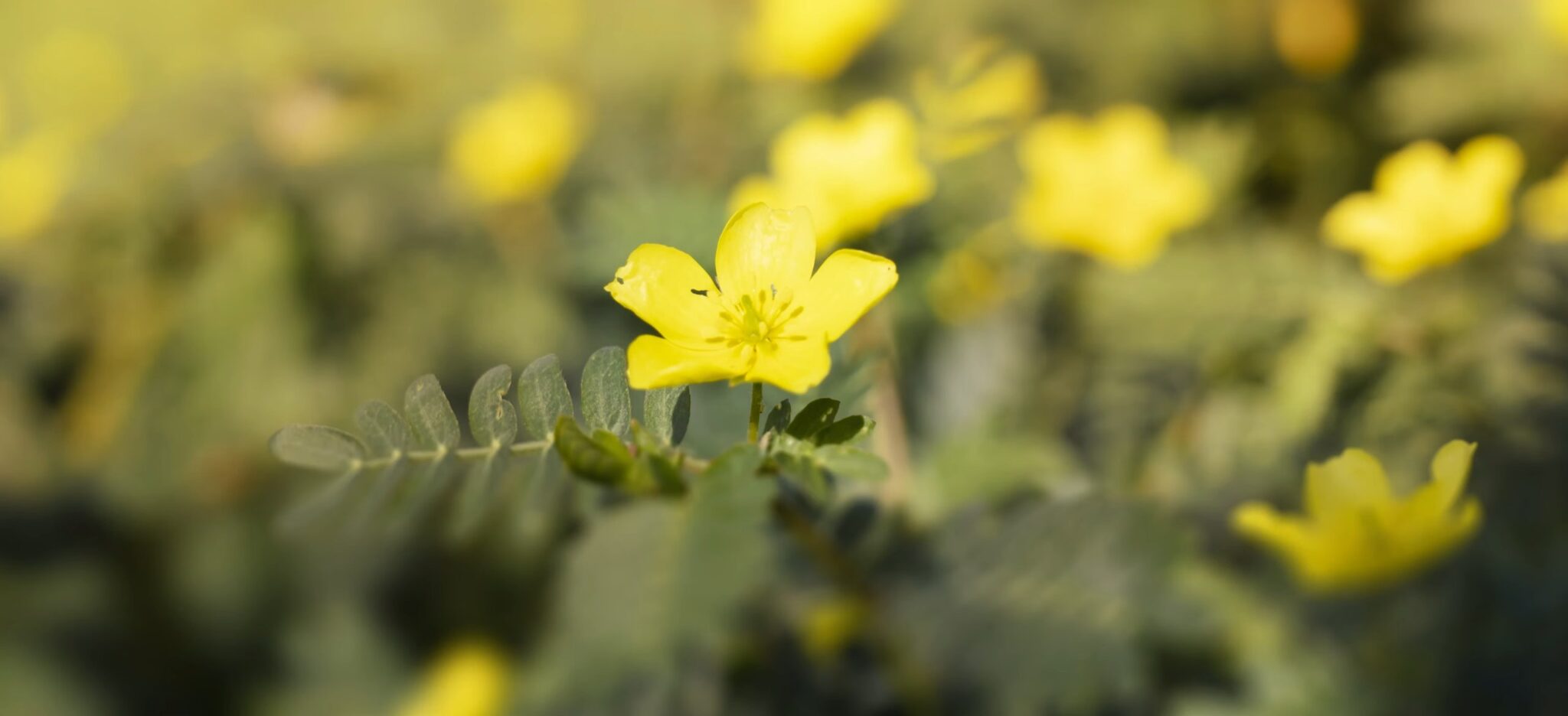 Types of Stickers in Grass and Methods for Effective Removal Before