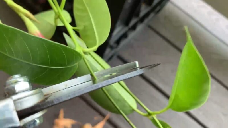 How to prune dipladenia