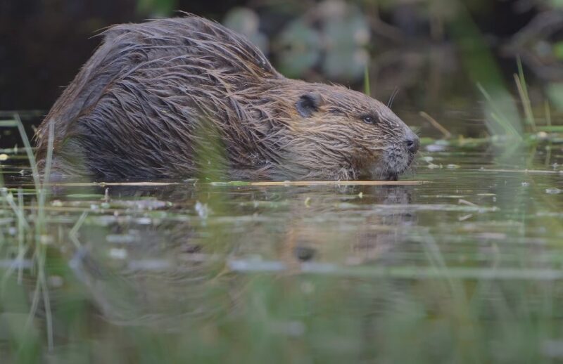 Impact of urbanization on beavers