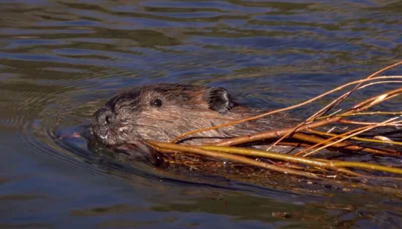 Importance of Beavers on Ecosystem