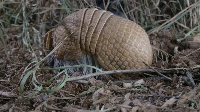 Impressive Close-ups of Armadillo Armor