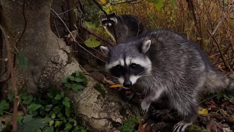 Is Raccoon Touch Sensitive