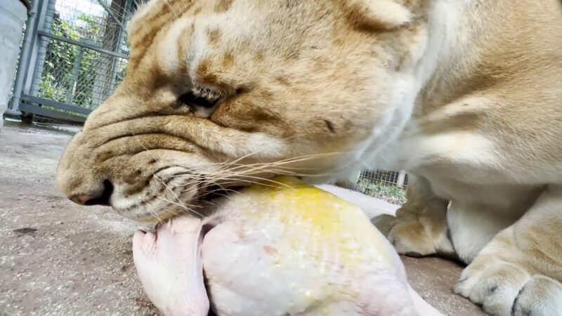 Lions Eating