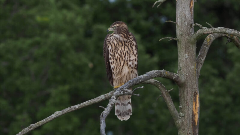 Northern goshawk