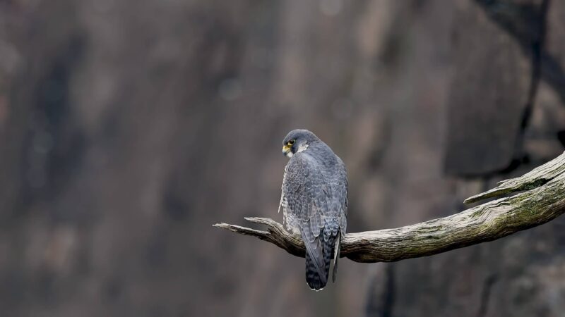 Peregrine Falcon