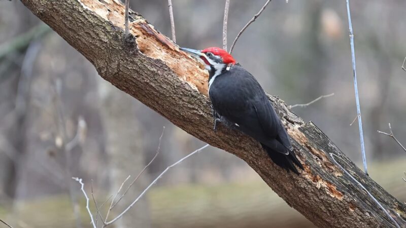 Pileated Woodpecker