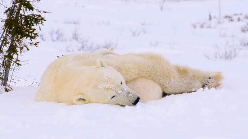 Polar Bear Sleeping