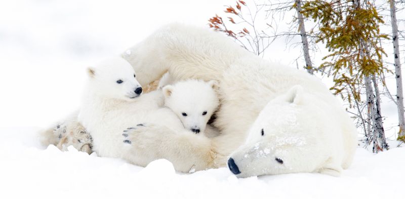 Polar Bears