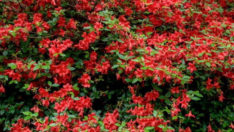 Popular Red Evergreen Shrub Varieties