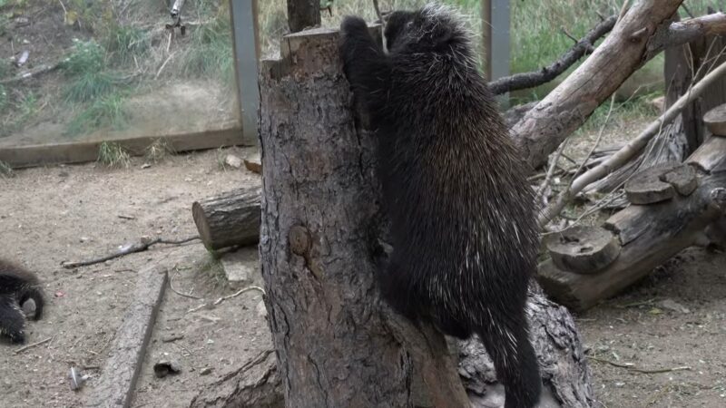 Porcupine Climbing