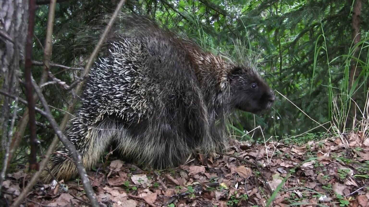 Are Porcupines Deadly? Are They Harmful to Humans and Pets?