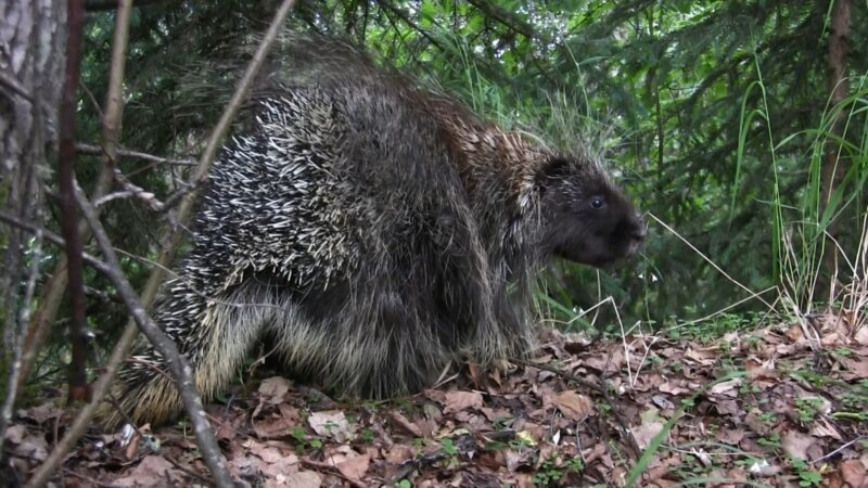 Porcupine in Woods