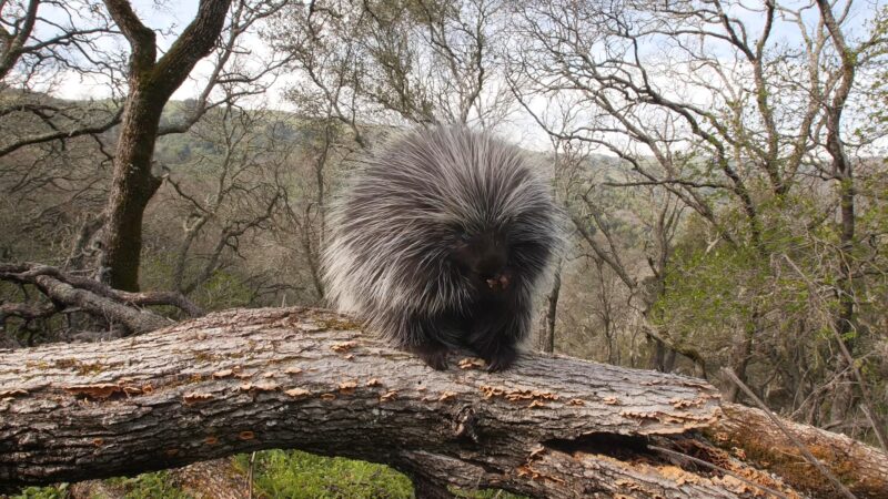 Porcupine on a branch