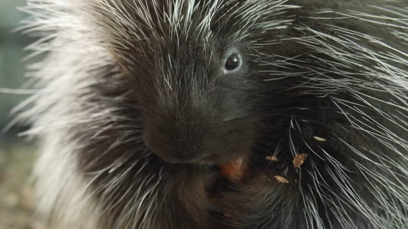 Porcupines Close