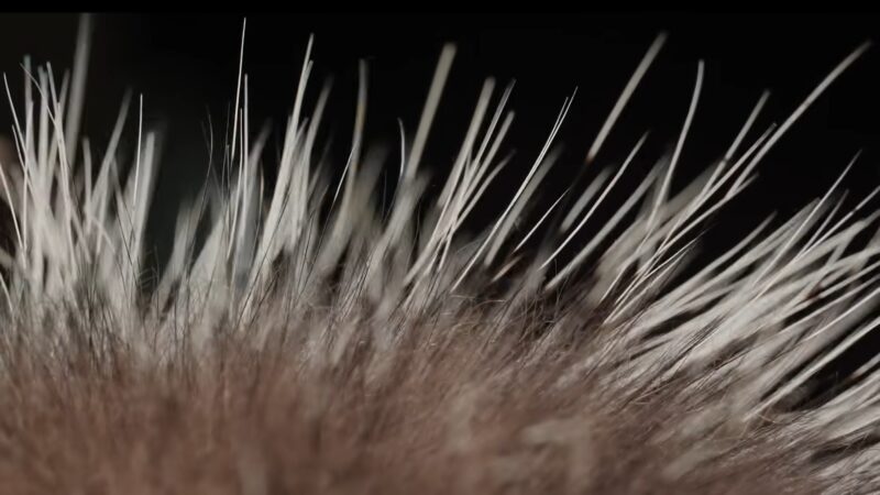 Quills Porcupine