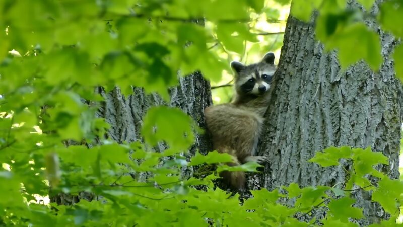 Raccoon sensory abilities