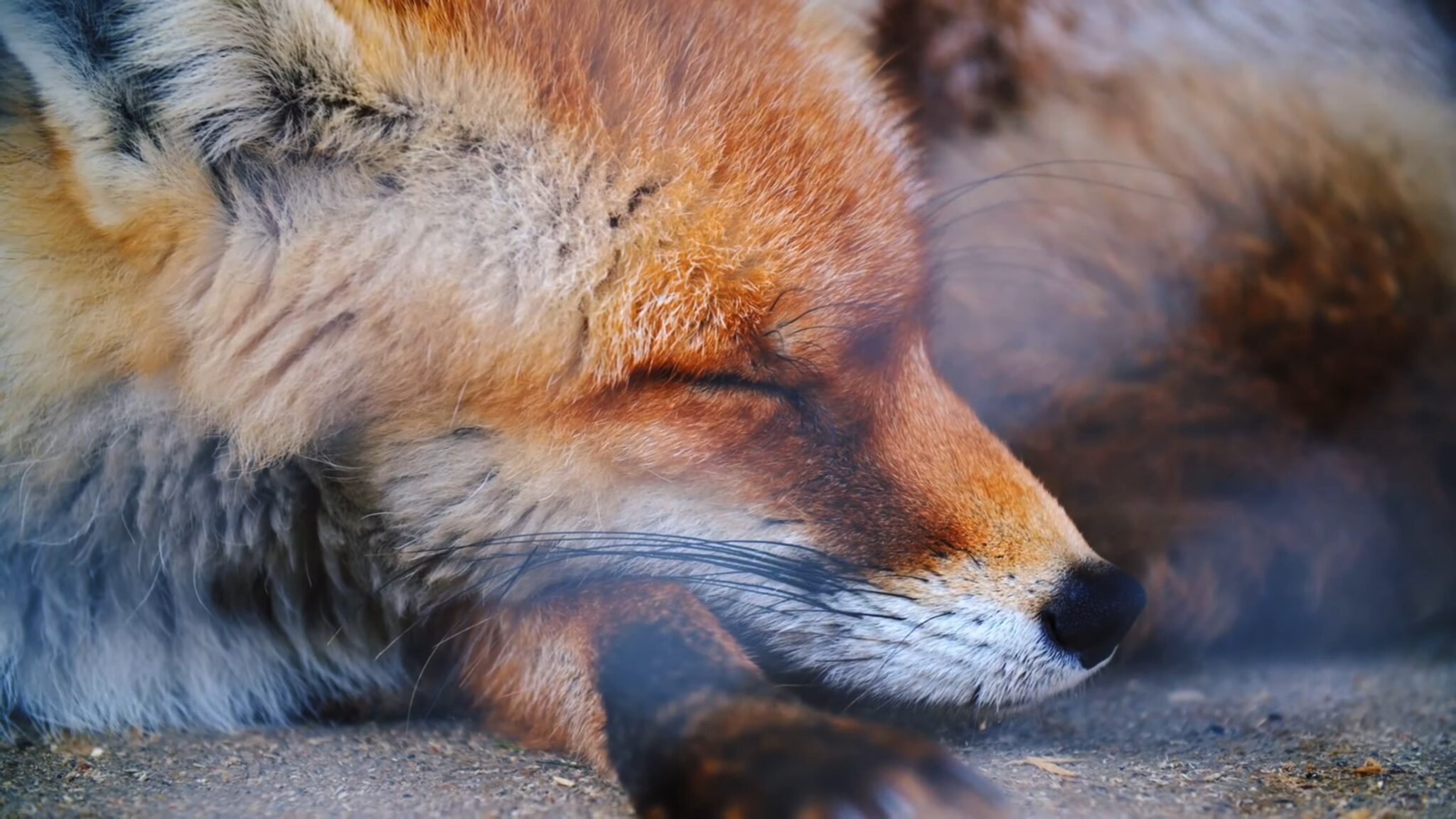 How Do Red Foxes Survive Winter? Survival Guide
