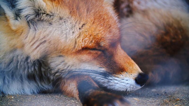 Red Fox Coat
