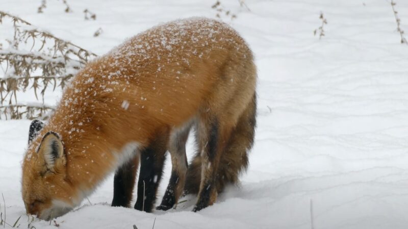Red Fox Feeding