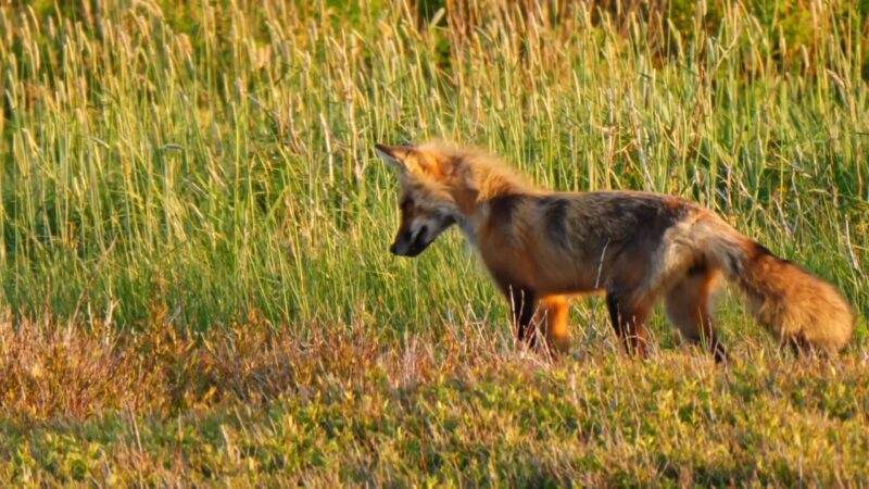 Red Fox Food Storage