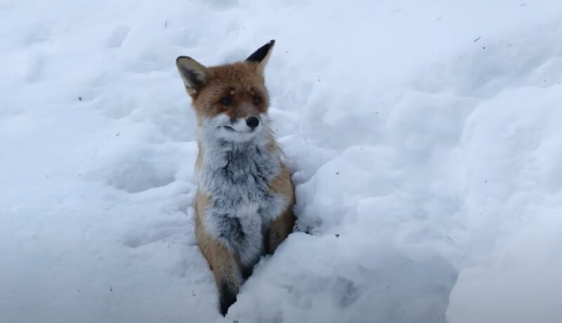 Red Fox Shelter