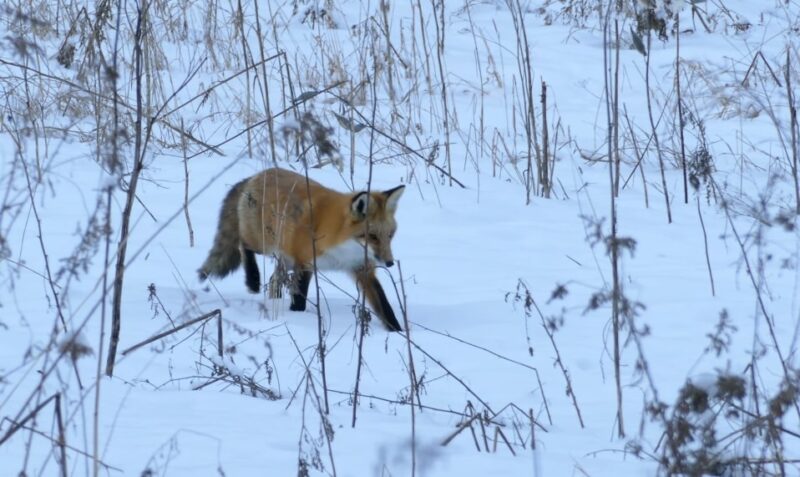 Red Fox in the snow