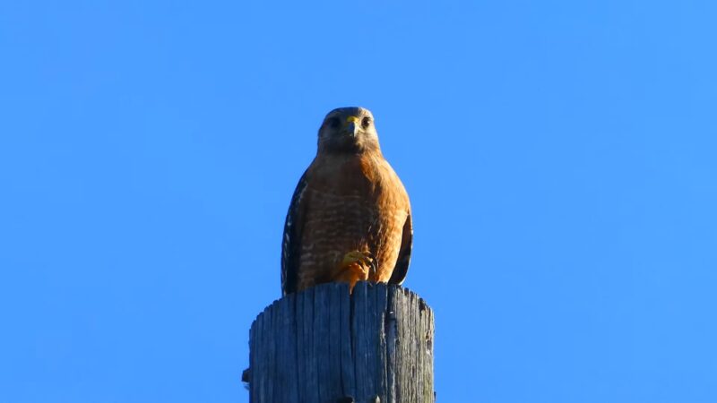 Red-Shouldered Hawk