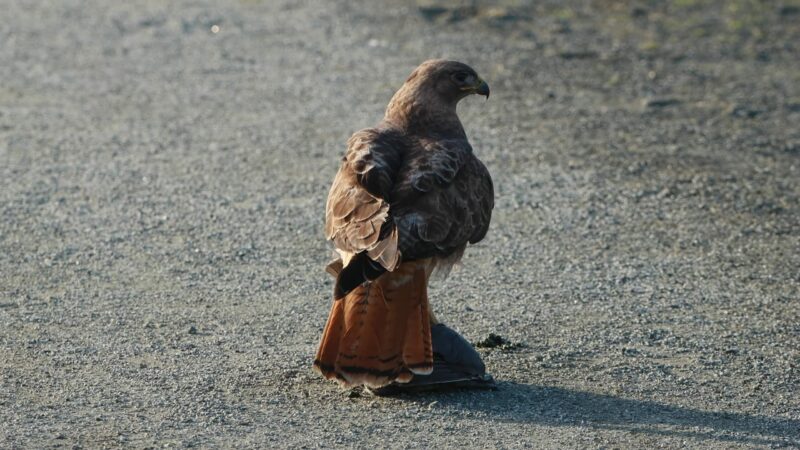 Red-tailed Hawk - One of the larger raptor species