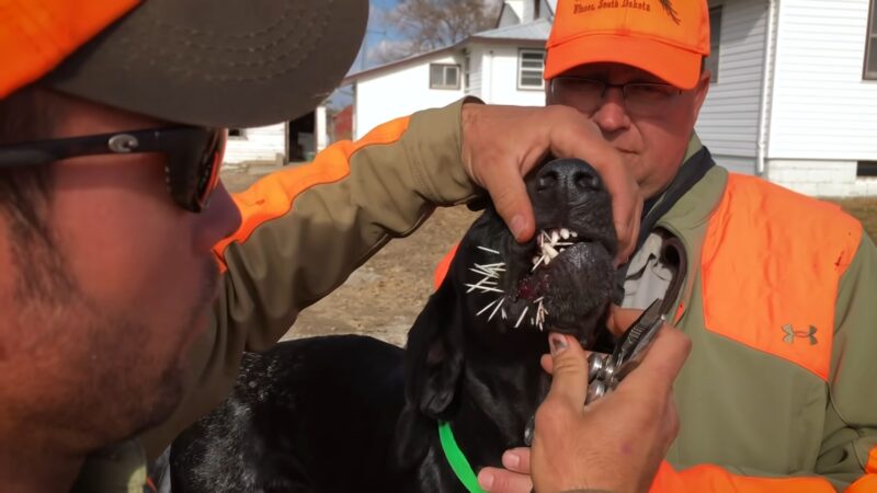 Removing Porcupine Quills