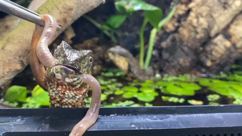 Reptile Feeding on a Worm
