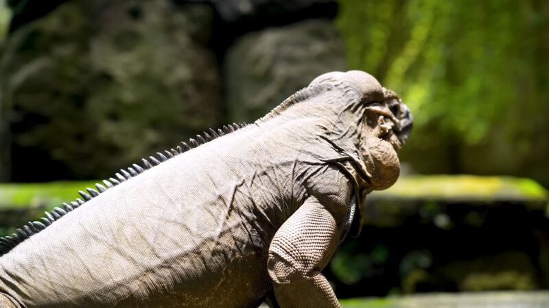 Reptiles basking in the sun