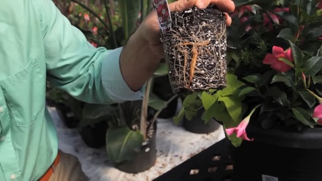 Rio Dipladenia Rooting