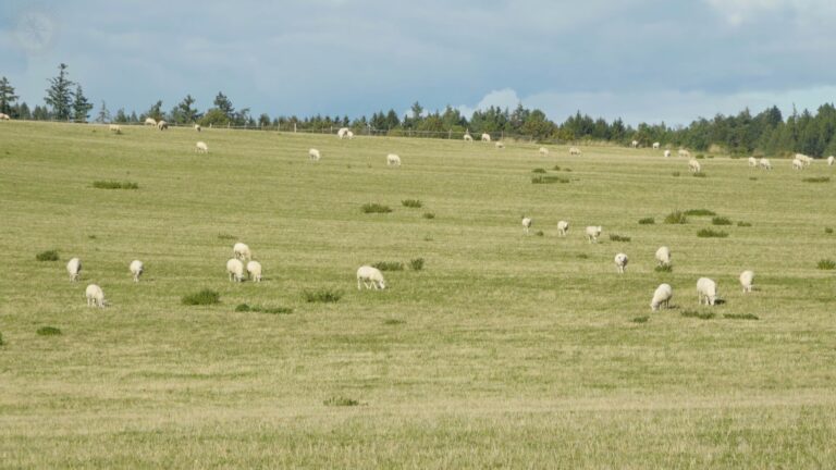 Why Do Sheep Baa? - A Wooly Woo! - Before The Flood