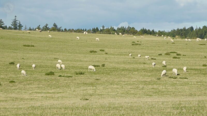 SHEEP on field