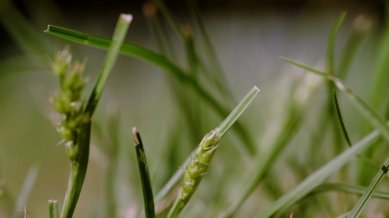 Sandburs in Grass