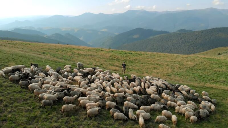 Sheep with shepherd