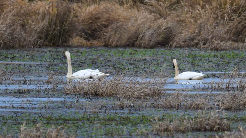 Tundra Swans